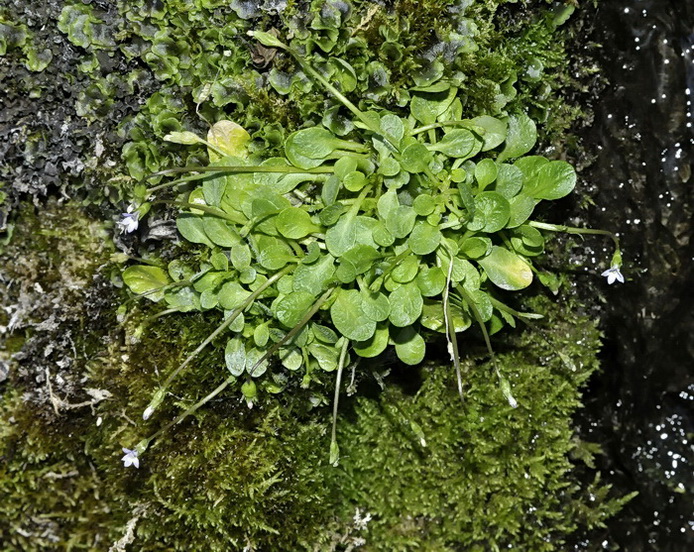 Solenopsis minuta (L.)C. Presl subsp. corsica Meikle